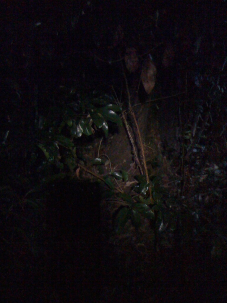 Rock Python- see its eye just to left of tree trunk